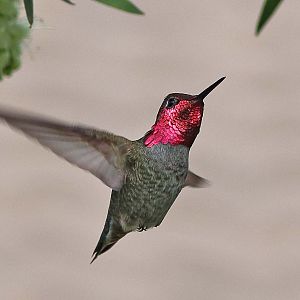 Anna's Hummingbird