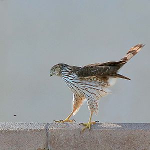 Cooper's Hawk