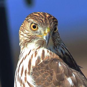 Cooper's Hawk portrait.