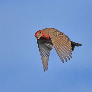 House Finch