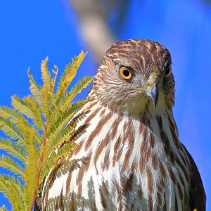 Cooper's Hawk