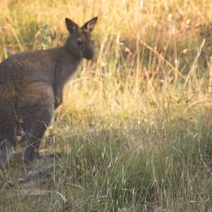 Wallaby-at-Mt.-Wellington-Reserve
