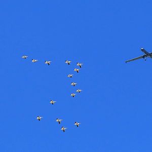 US Air Force MQ-9 vs a squadron of pelicans.