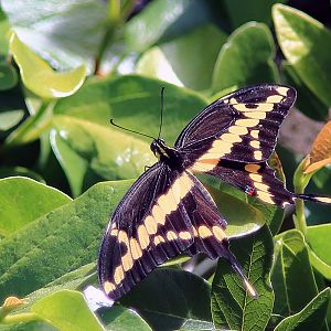 Giant Swallowtail