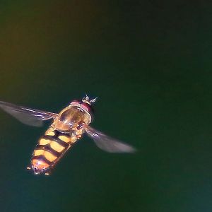 A Hoverfly.