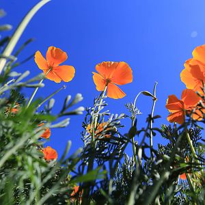 California Poppies