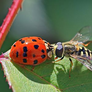 A Ladybug and a Hoverfly