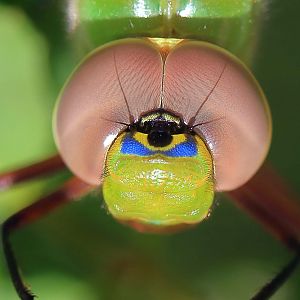 Green Darner Dragonfly...head-on shot.