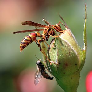 The hoverfly and the wasp.