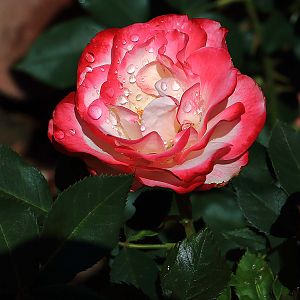 A rose after a light drizzle.