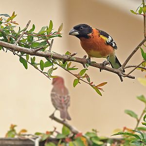 Black-headed Grosbeak (male)