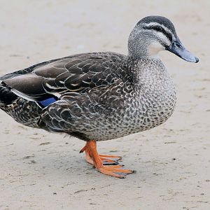 Feral Duck At Beridale Beach