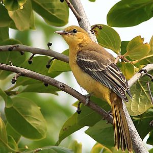 Hooded Oriole (female)