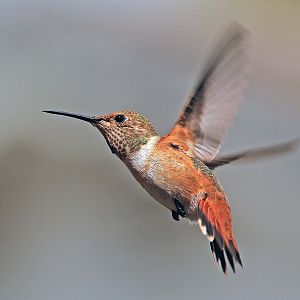 Allen's Hummingbird