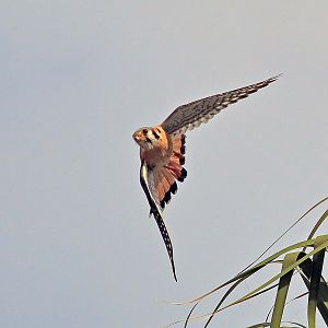 American Kestrel