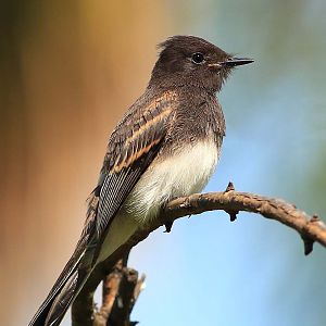 Black Phoebe