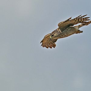 Cooper's Hawk