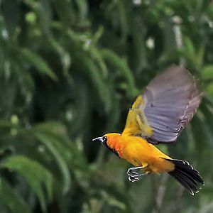 Hooded Oriole