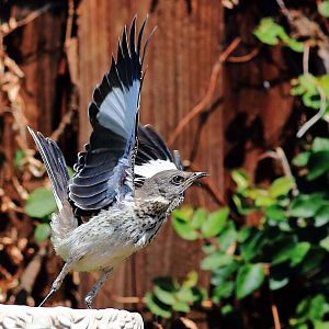 Northern Mockingbird