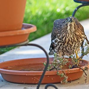 Cooper's Hawk