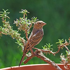 Finch in bonsai.