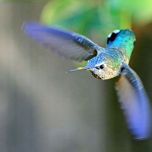 Hummingbird