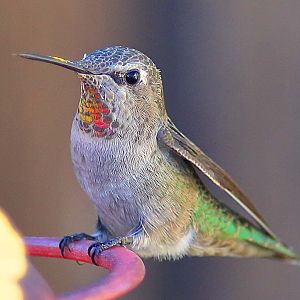 Hummingbird