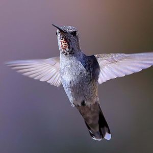 Hummingbird