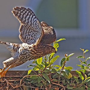 Cooper's Hawk at lift-off.