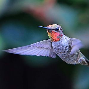 Hummingbird