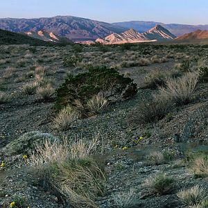 Mojave desert