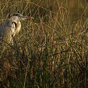 Nalsarovar bird sanctuary, India