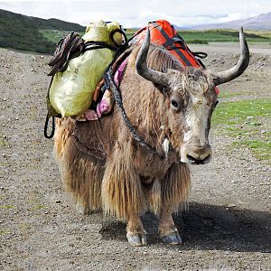 Tibetan Yak