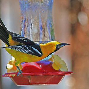 Hooded Oriole