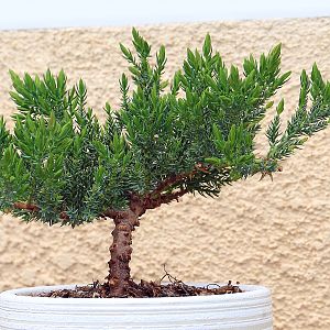 Juniper Bonsai