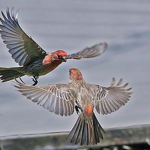 House Finches