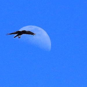 Its a Raven's Moon today.