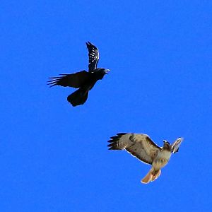 Raven vs Red-tailed Hawk