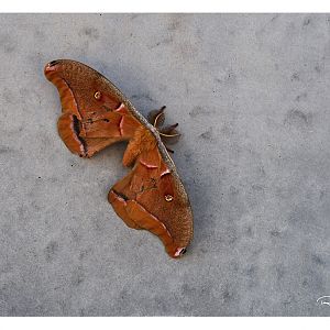 Polyphemus moth on concrete