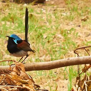 Variegated Fairy Wren Wren IMG_2083