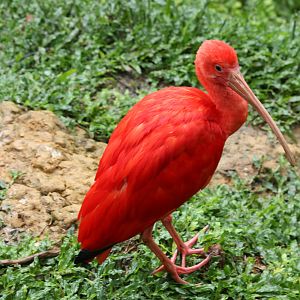 Red Ibis IMG_3275