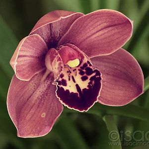 9113-Cymbidium_Orchid