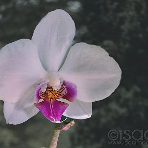 9115-Phalaenopsis_Orchid