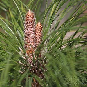 8985-Pine_Tree