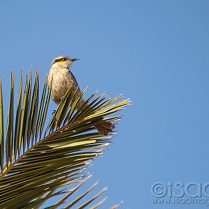 9076-Singing_Honeyeater