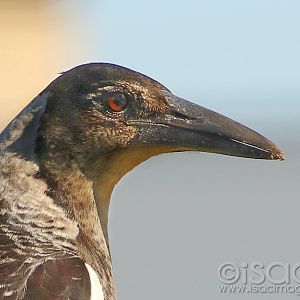 9425-Magpie_Portrait