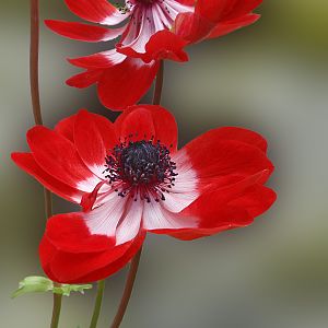 Anemone