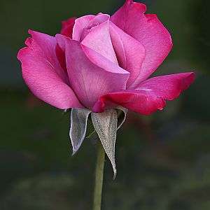 Dark Pink Rose