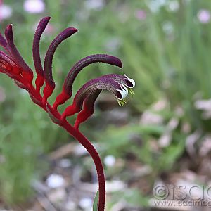 Kangaroo-Paw