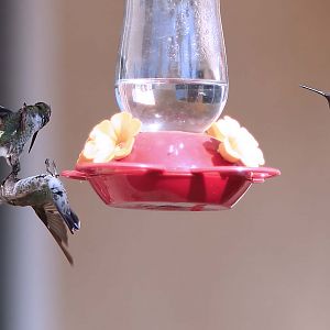 Hummingbirds